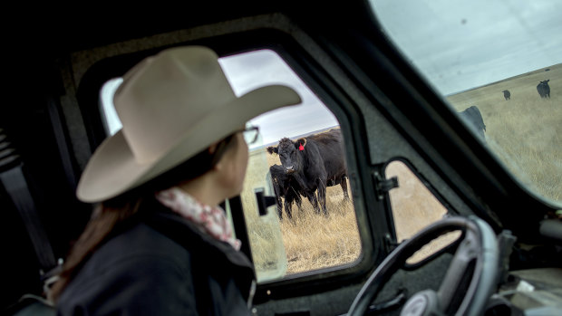 Kelsey Ducheneaux, a member of the Lakota Nation, checks on cattle on the Cheyenne River Indian Reservation, in South Dakota.