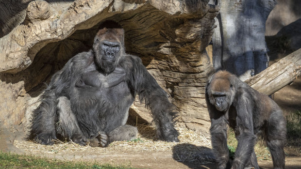 Members of the gorilla troop at the San Diego Zoo Safari Park are seen in their habitat on Sunday.