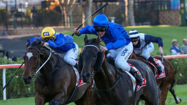 Comfortable: James Cummings is looking forward to seeing Gaulois step out at Rosehill on Saturday.