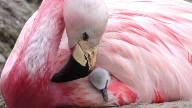 Unfortunately, none of the eggs were viable, but caretakers got the Andean flamingos into parenting mode with fostered chicks.