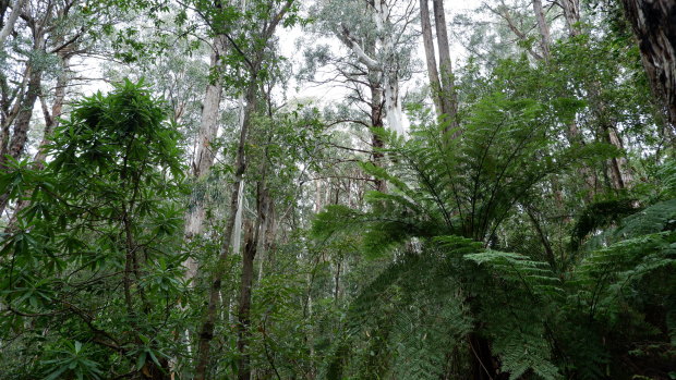 Old-growth forest in East Gippsland.
