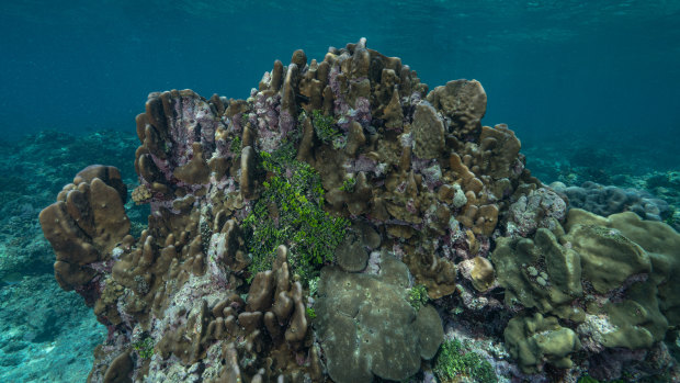 Research from Griffith University shows crustose coralline algae could help preserve the Great Barrier Reef in the face of changing climate