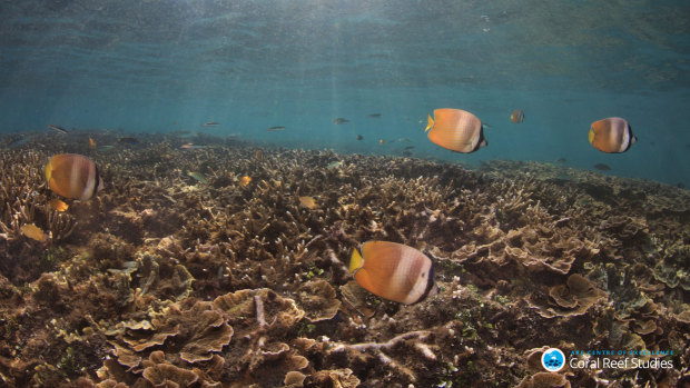 With less energy, butterflyfish reduced their aggressive behaviour by an average of two-thirds, the researchers found.