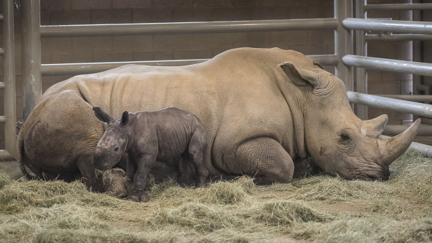 Day-old southern white rhino calf Edward stands beside its resting mother, Victoria, at the Nikita Kahn Rhino Rescue Centre at the San Diego Zoo Safari Park in Escondido, California.