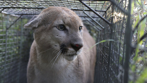A file picture of a cougar in the US.