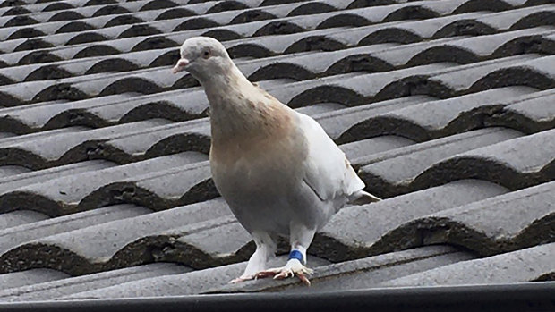 Joe the racing pigeon was thought to have 13,000 kilometres across the Pacific Ocean.