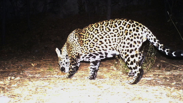 A wild jaguar in southern Arizona. 