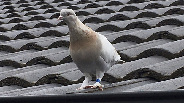 The racing pigeon appears to have made an extraordinary 13,000-kilometre Pacific Ocean crossing from the United States to Australia.