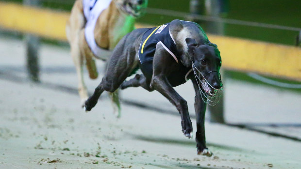 Increases: Greyhound Racing NSW has announced prizemoney boosts in excess of $3 million.