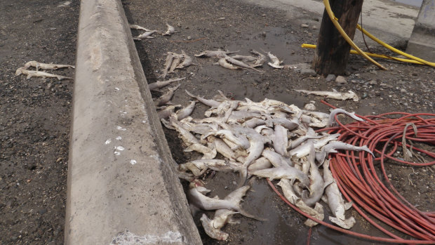 Dozens of baby hammerhead sharks that were found dead near Keehi Lagoon in Honolulu.