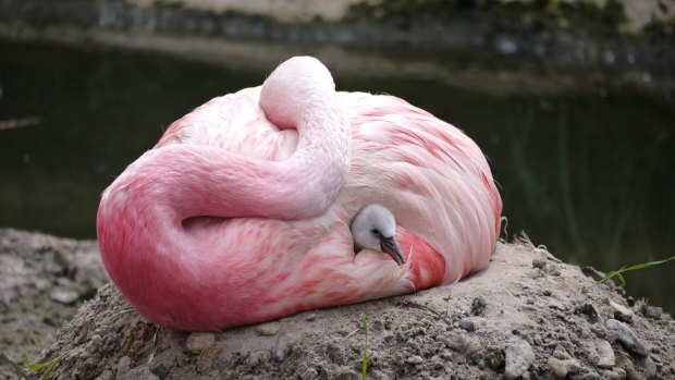 An Andean flamingo swaddles a surrogate Chilean flamingo chick.