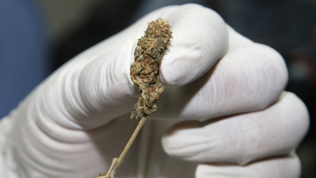 A police officer in Bangkok shows buds of marijuana at a news conference earlier this month.