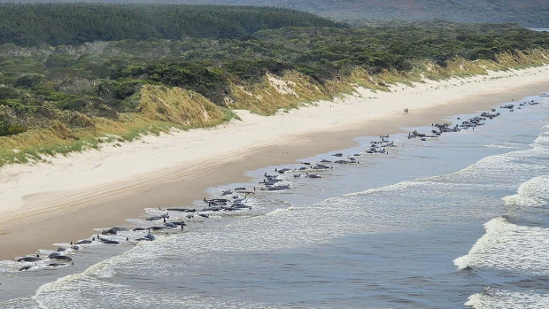 Hundreds of whales pilot have become stranded at Macquarie Harbour on Tasmania’s west coast in a mass stranding event. 