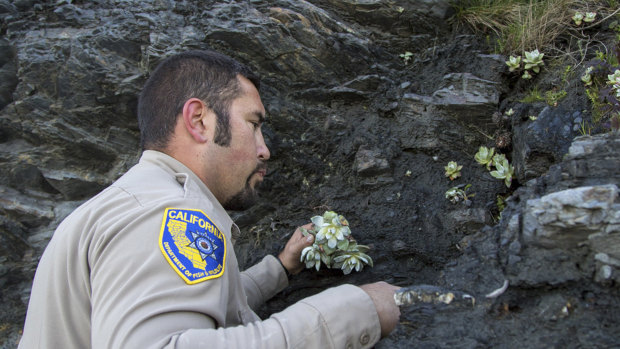 Californian wildlife officer Will Castillo replants a Dudleya in Humboldt County, where demand for the plant is fuelling mass theft.