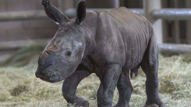 The zoo has announced the first successful artificial insemination birth of a southern white rhino in North America. 