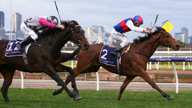 Steel Prince edged out Surprise Baby (12)  in The Andrew Ramsden at Flemington.