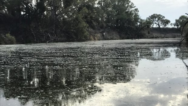 Tuesday morning images show mostly bony herrings dead in the latest Menindee fish kill on the Darling River.