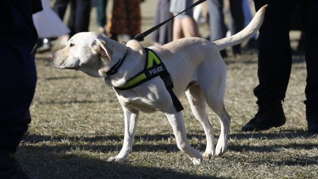 A police sniffer dog on duty at this year's Splendour in the Grass music festival near Byron Bay.