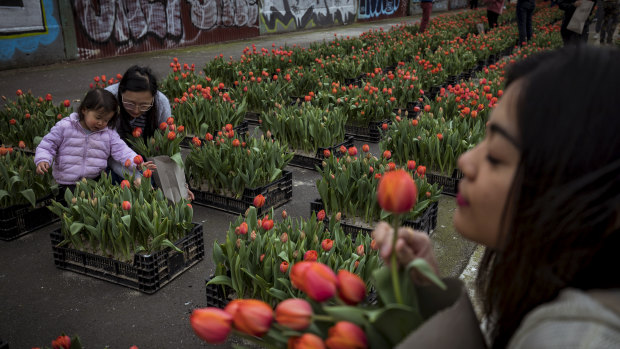 Over 150,000 tulips lined the Yarra River as spring arrived in Melbourne.