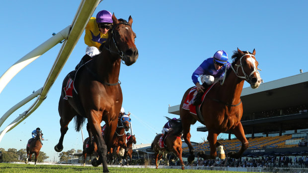 Concoction will debut at Rosehill on Wednesday.