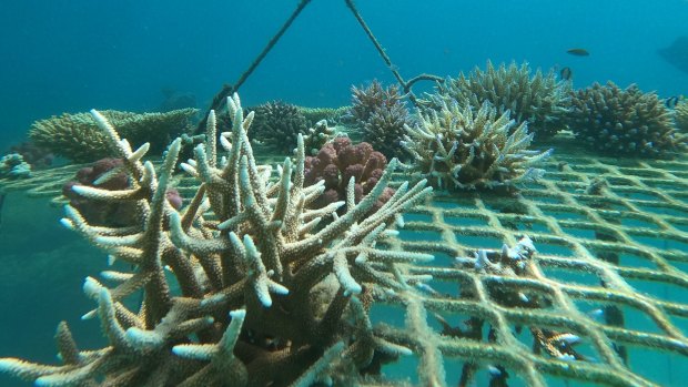 Corals grown in coral nurseries are attached to Opal Reef off Cairns.