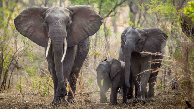 The soldier was part of an anti-poaching taskforce in Malawi.