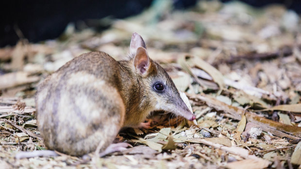The Eastern Barred Bandicoot is one of the animals Dr Parrott works to protect. 