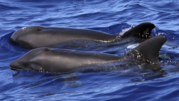 A hybrid between a melon-headed whale and a rough-toothed dolphin, in the foreground, swimming next to a melon-headed dolphin near Kauai, Hawaii.