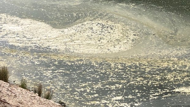 A third fish kill - and the second major one in three weeks - is unfolding on the Darling River at Menindee in far-western NSW.