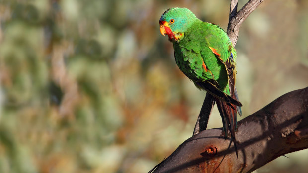 The swift parrot.