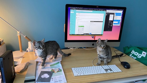 Kittens Rios and Soji take over Laura Summer's working from home office. 