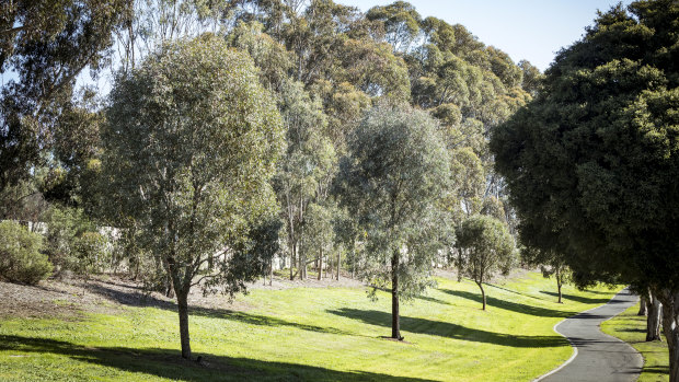Mature trees in Bulleen's Estelle Street, planted when the Eastern Freeway was built in 1982, are among 26,000 to be cut down to widen the road and build the North East Link.