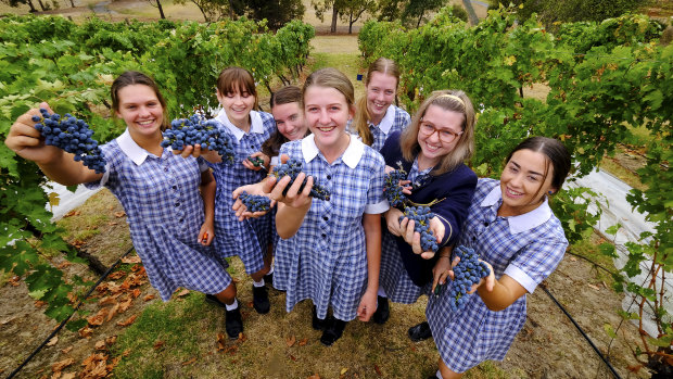 Grape expectations: Abi van Bergeijk, centre, and fellow students picking grapes at Mount Lilydale Mercy College. 
