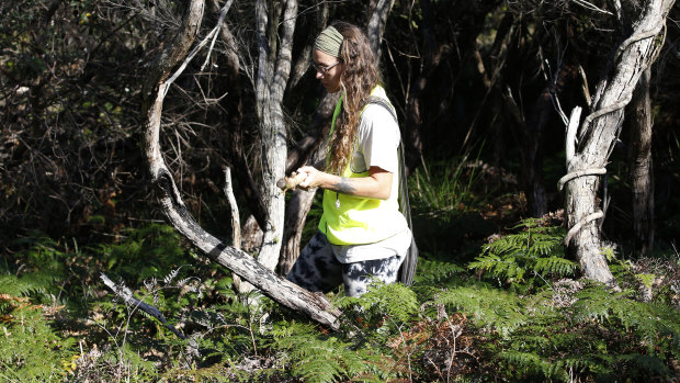 A volunteer searches along the Tyagarah Nature Reserve
