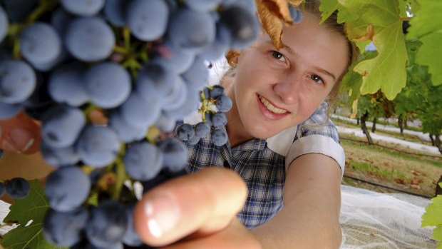 Having a grape time: Year 12 student Abi van Bergeijk hopes to work in the wine industry.