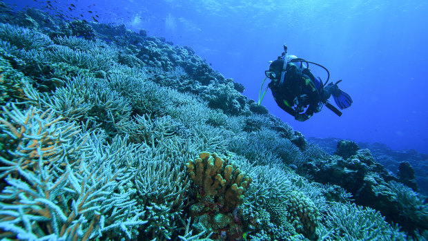 Dr James Gilmour monitoring Rowley Shoals, a group of atoll-like coral reefs south of the Timor Sea. 