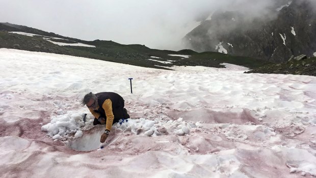 An undated handout photo shows a researcher sampling coloured snow in the French Alps. 