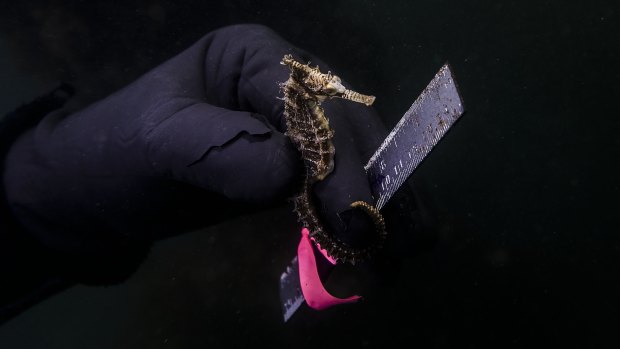 A White's Seahorse, also known as the Sydney Seahorse, held by Professor David Booth at Clifton Gardens Reserve.  