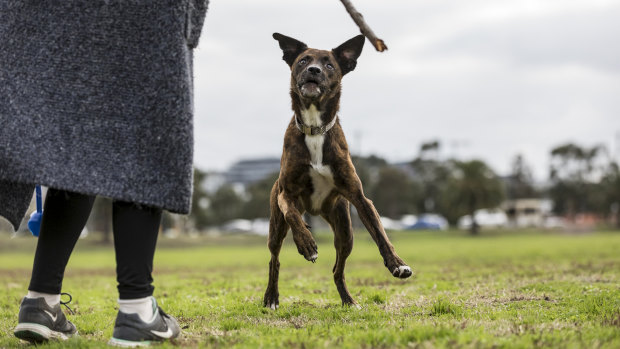 Ruby and her owner Kate frolic in the open space Footscray Park on Saturday. 