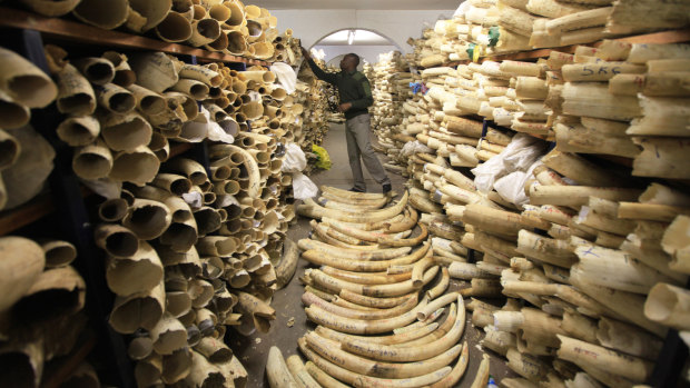 A Zimbabwe National Parks official inspects the country's ivory stockpile in 2016.