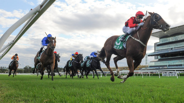 Rejuvenated: Passage Of Time has become 'a real racehorse' after gelding.
