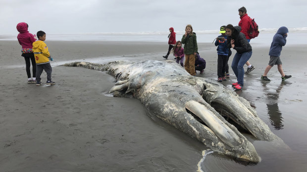 Teachers and students in Seattle examine the carcass of a gray whale on the coast of Washington's Olympic Peninsula.