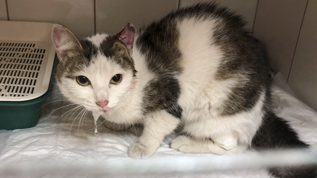 A cat rescued by Emergency Situations employees from debris.