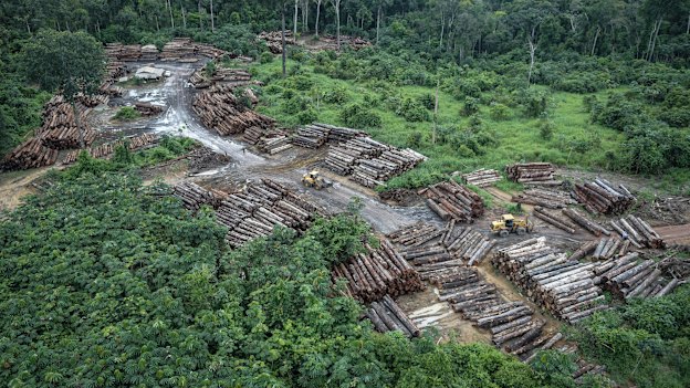 An illegally deforested area in Brazil's Amazon basin. 