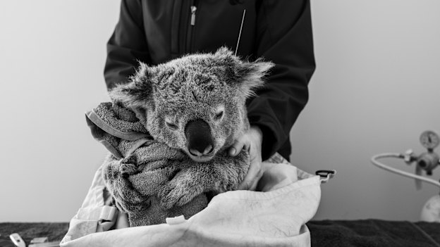 A rolled-up towel serves as a tree-trunk substitute for this
sedated koala during ANU research into the impact of bushfires. 