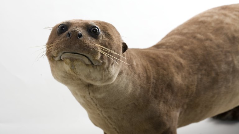 sad otter plush