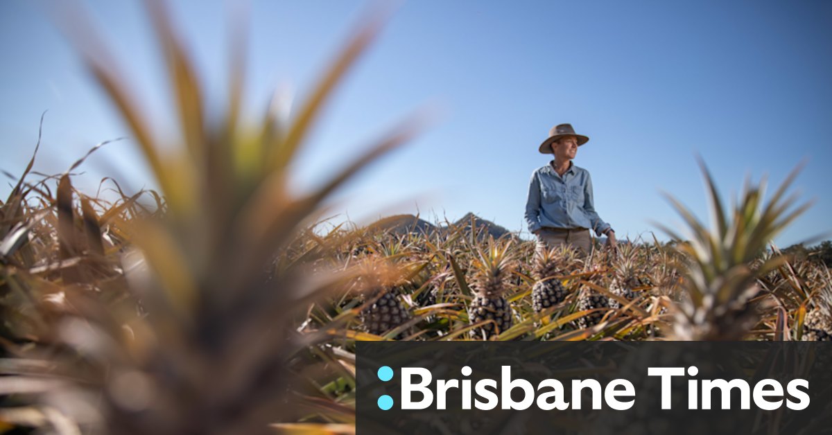 Aussies urged to tuck into Qld pineapples amid glut - Vimarsana News