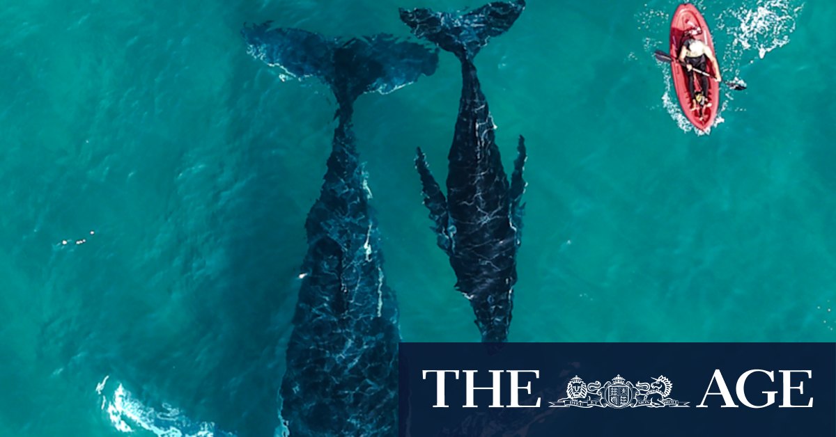 This year’s whale migration has been bigger – and louder – than ever