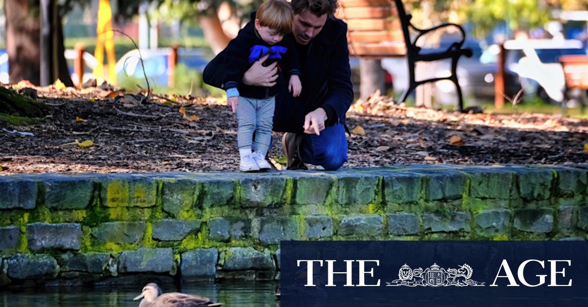 Caulfield Park lake duck, geese relocated to country farm to attract native wildlife - Vimarsana News
