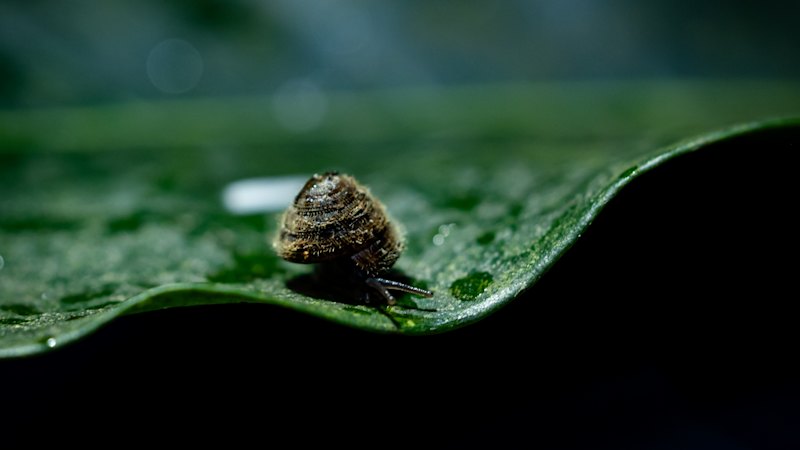 The mercy dash to save a tiny, hairy creature from the brink of extinction